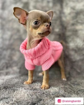 Chihuahua Dog Wallpapers Screen 3