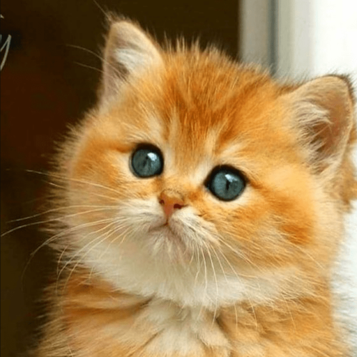 Cute Kittens logo
