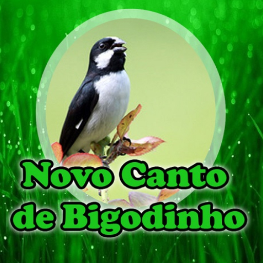 Novo Canto de Bigodinho logo