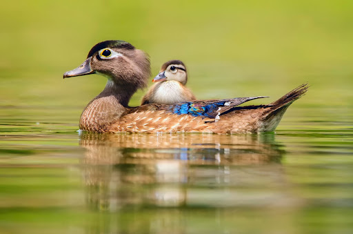 Wood Duck Wallpaper HD Screen 2