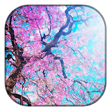 Cherry Blossoms Wallpaper icon