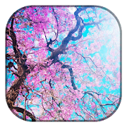 Cherry Blossoms Wallpaper  Icon