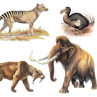 Extinct animals, endangered sp 1.0