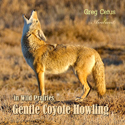 Obraz ikony: Gentle Coyote Howling in Wild Prairies
