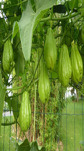 How to grow chayote