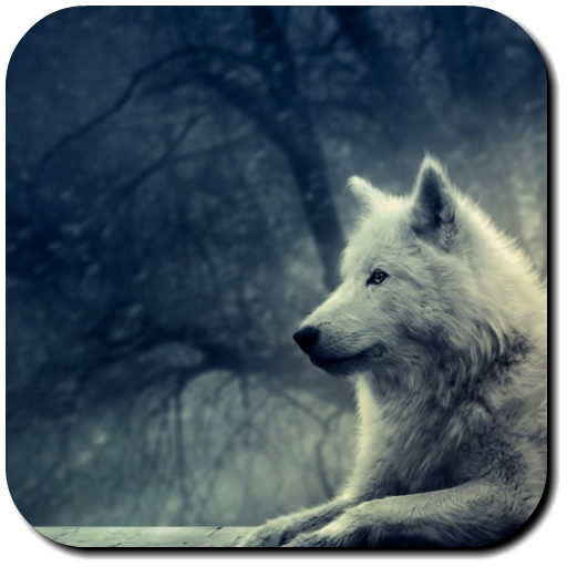 Wolf Wallpapers  Icon