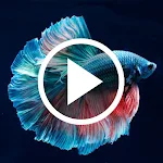 Cover Image of 下载 Betta Fish Video Wallpapers 6.5 APK