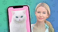 Download Kitten: what cat are you? joke 1674631084000 For Android