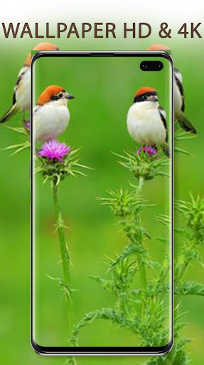 Cute Birds Wallpapers HD 4K