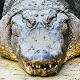 Hungry Alligator Attack : Alligator Games Auf Windows herunterladen