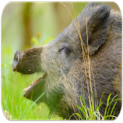 Boar sounds