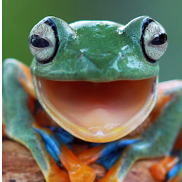 Icon image Frog Wallpaper