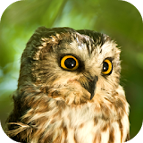 Owl Sounds icon