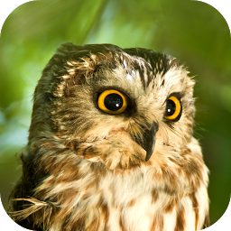 「Owl Sounds」圖示圖片