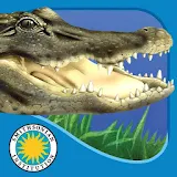 Alligator at Saw Grass Road icon