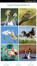 Vogel Hintergrundbilder Hd Apps Bei Google Play
