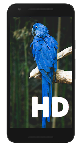 Animal Wallpapers HD