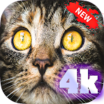 Cover Image of Download cat wallpaper -new 4k 1.0 APK