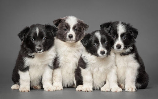 Border Collie Wallpaper