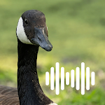Cover Image of Download Goose hunting calls  APK