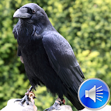 Crows Sounds Ringtones icon