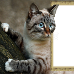 Cover Image of Unduh Cat And Dog Photo Frames 1.0 APK