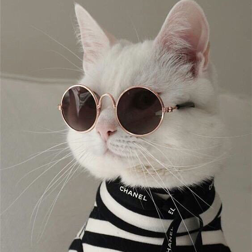 wallpapers kucing lucu Download on Windows