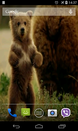 Cute Bear Video Live Wallpaper Screen 3