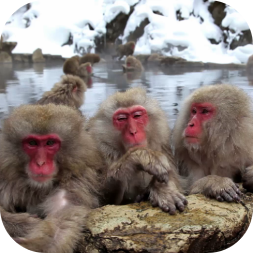 Funny Monkeys Live Wallpaper logo