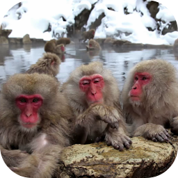 Icon image Funny Monkeys Live Wallpaper