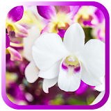 Orchids Amazing live wallpaper icon