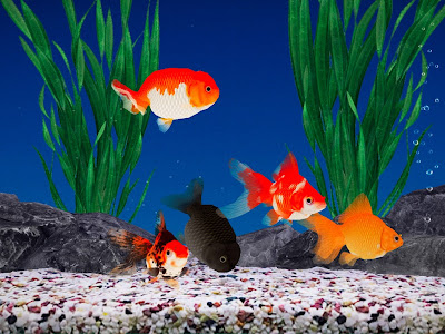 コンプリート！ 金魚 売る 方法 146740-金魚 売る 方法