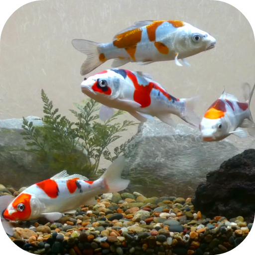 Koi Fish Tank Video Wallpaper logo