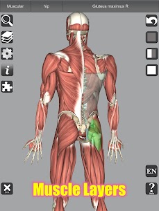 3D Bones and Organs (Anatomy) For PC installation