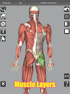 3D Bones and Organs (Anatomy) 5.3 Screenshots 19