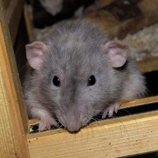 Mouse and Rat Sounds logo