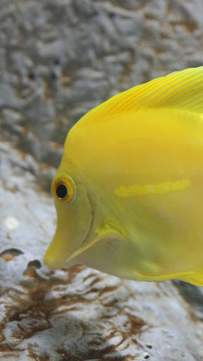Yellow Tang Wallpaper