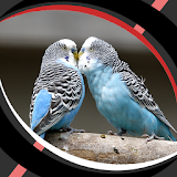 Live Wallpapers - Love Birds icon