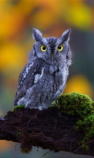Owl Wallpaper Screen 2