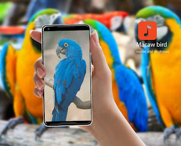 Macaw Bird Sounds 1.0.4 APK + Mod (Unlimited money) untuk android