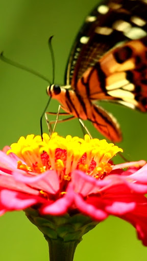Android application colorful butterfly wallpaper screenshort