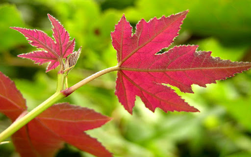 Leaf Jigsaw Puzzles Screen 3