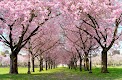 screenshot of Spring Cherry Blossom Live