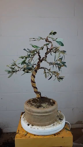 Android application Bonsai Bend Technique screenshort
