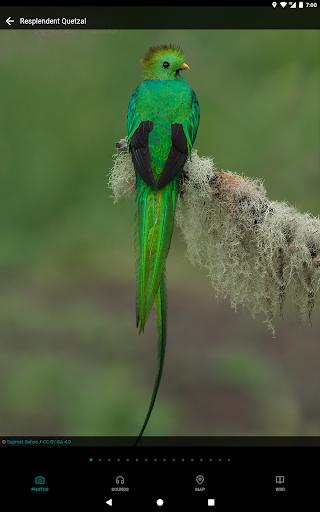 Screenshot of GoBird - Guide to Nearby Birds
