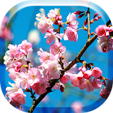 Japanese Sakura Flowers HD LW icon
