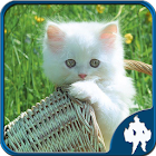 Cats Jigsaw Puzzles 1.9.18