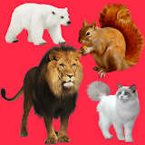 Real Animals Kids icon