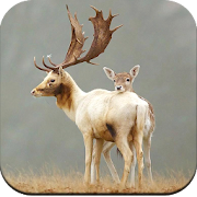 Deer Wallpaper HD