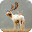 Deer Wallpaper HD Download on Windows